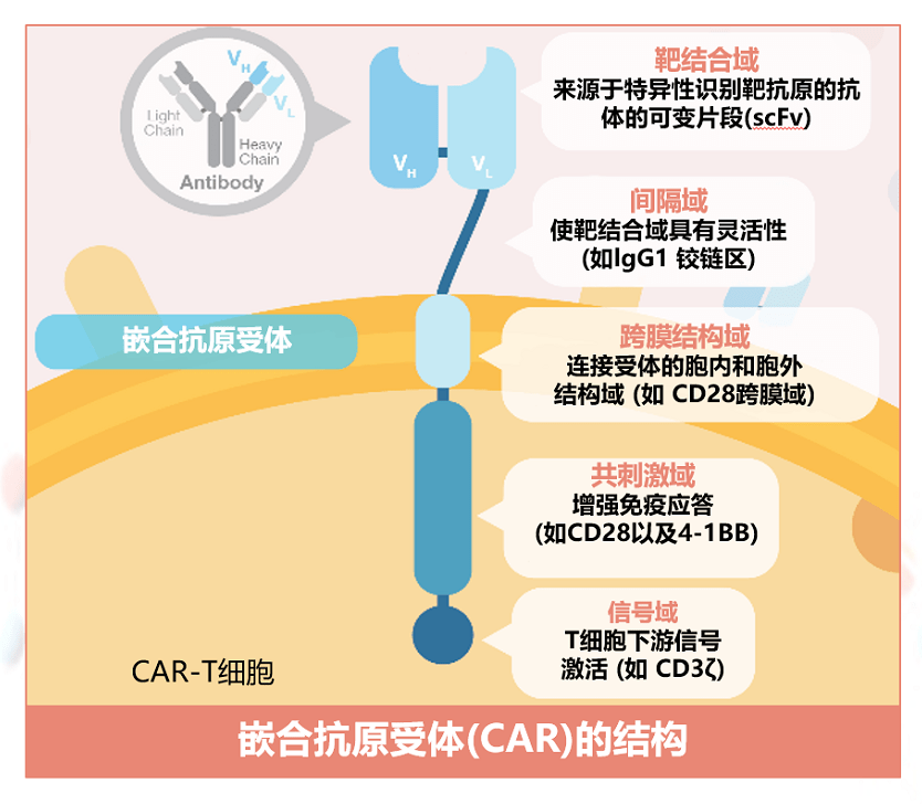 5月9日中源协和涨停分析：干细胞，CAR-T疗法，基因编辑概念热股
