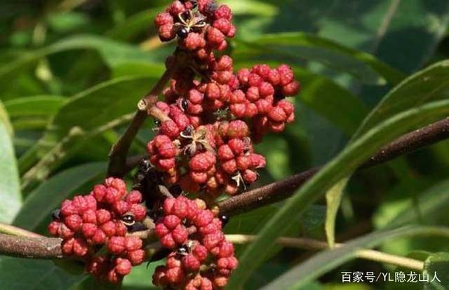 药企望“药”兴叹 中药材价格疯涨为哪般