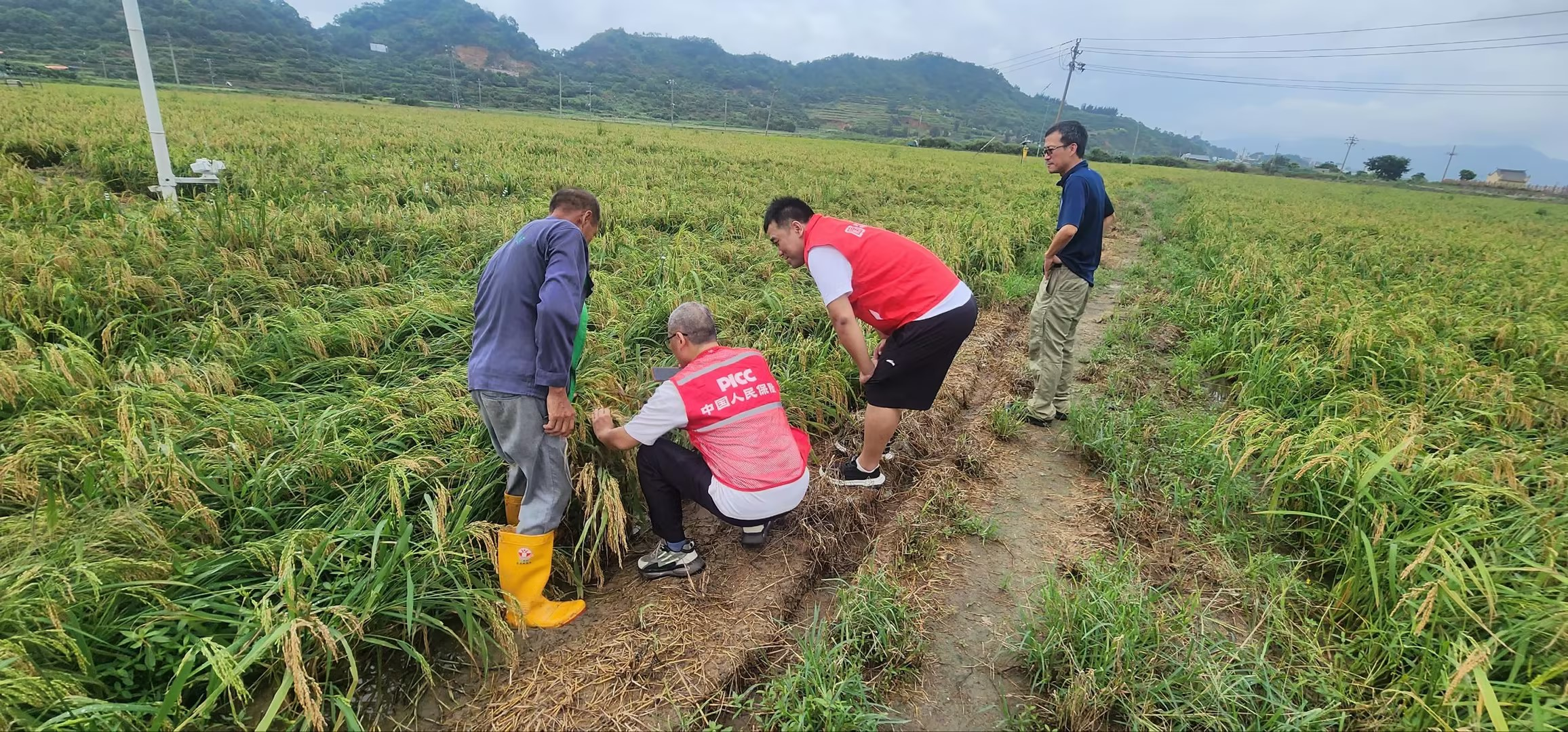 人保车险,人保财险 _粮食及面制品行业发展分析与投资前景预测 我国秋粮即将迎来大面积收获