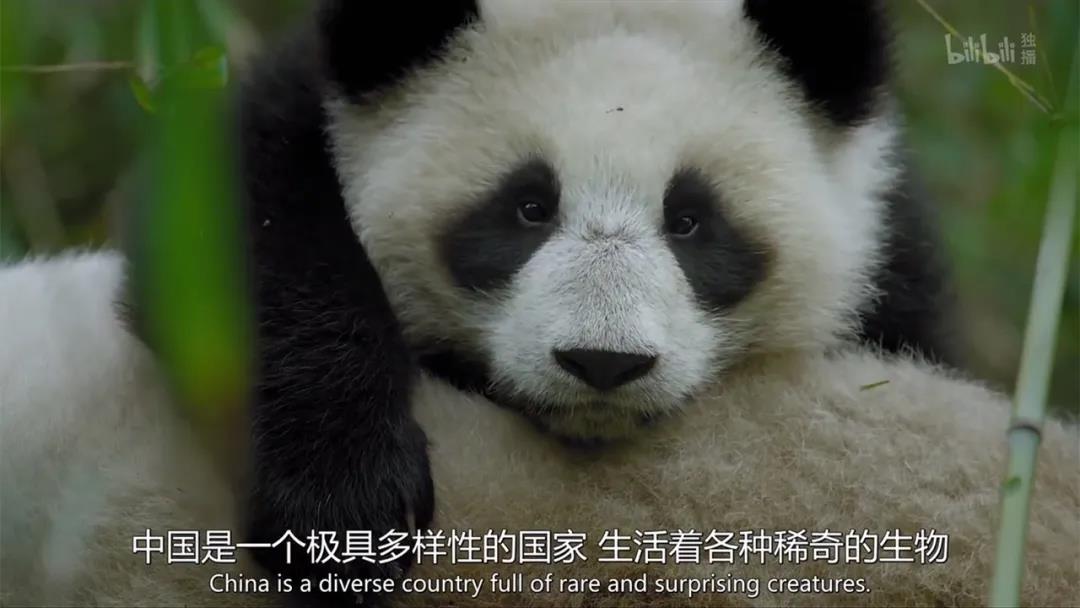 骁龙与中国国家地理连续携手六年，以影像科技之力探索未至之境