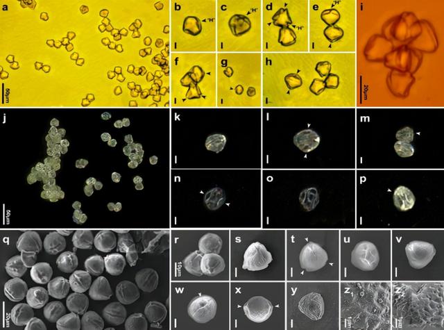 远古发现丨我国科学家领衔发现约1亿年前“僵尸昆虫”