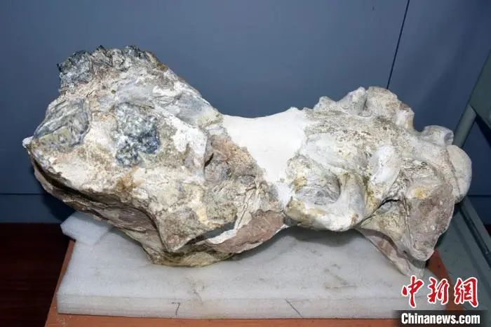 远古发现丨我国科学家领衔发现约1亿年前“僵尸昆虫”