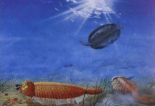 寒武纪小壳化石保存之谜揭开