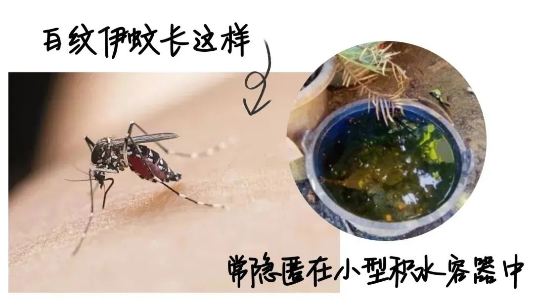 广东疾控:基孔肯雅热可防可控 发现的病例均为轻症