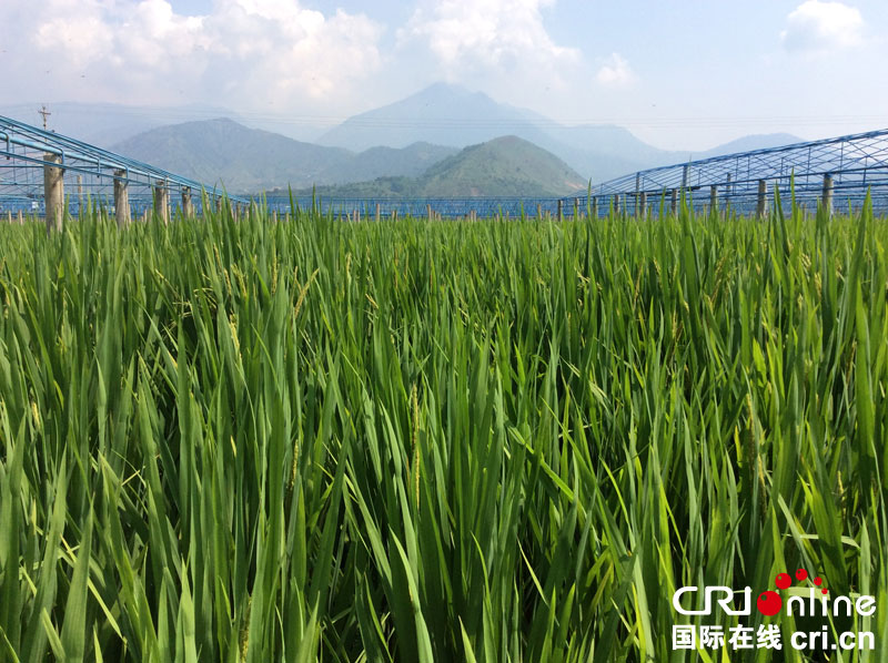 海南省委书记冯飞:让热带果蔬丰富国人的“菜篮子”、“果盘子”