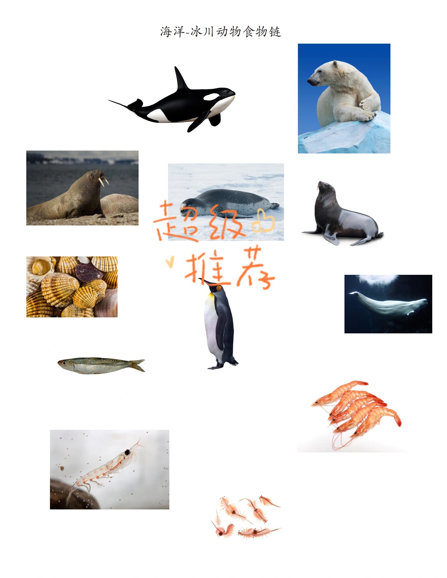 新研究显示南极海域食物网基础发生重大变化