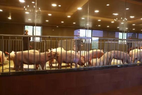 华统股份：7月生猪销售收入3.36亿元 同比下降24.91%