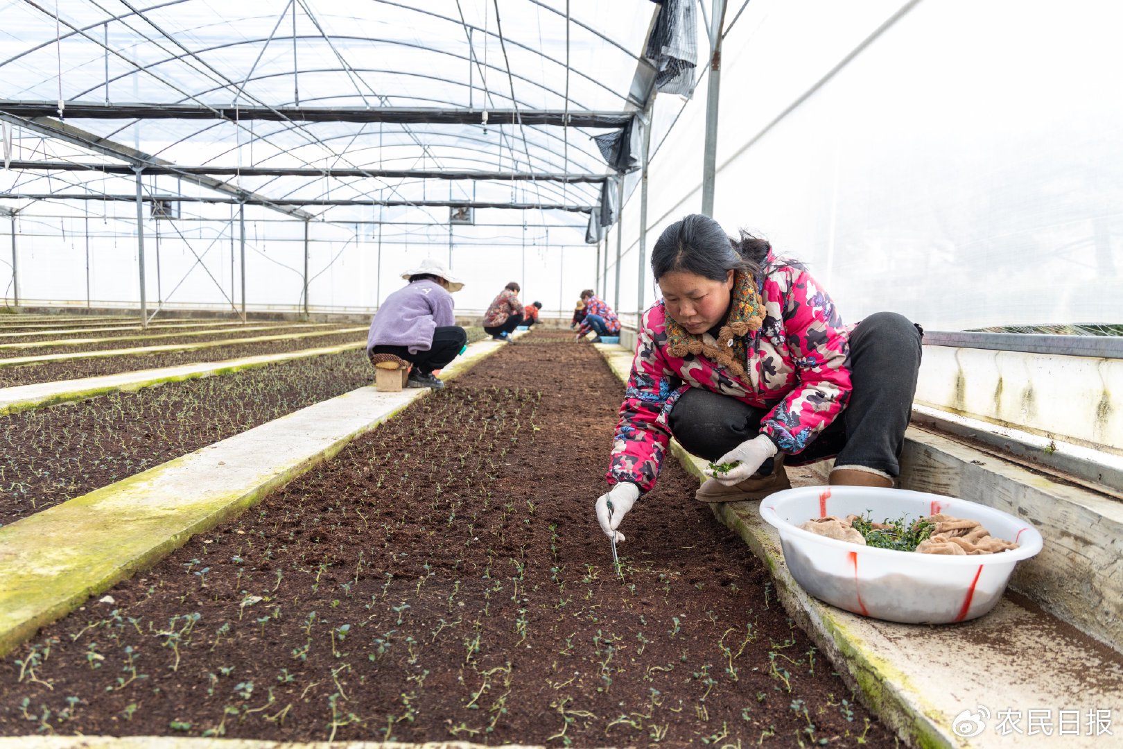 揭开马铃薯身世之谜