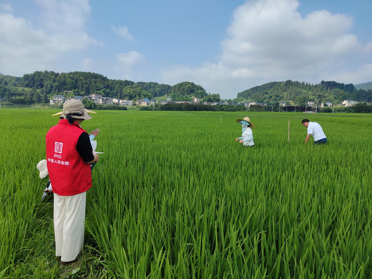2025中国玉米种植行业：技术革命到了哪一步?_人保车险,人保有温度