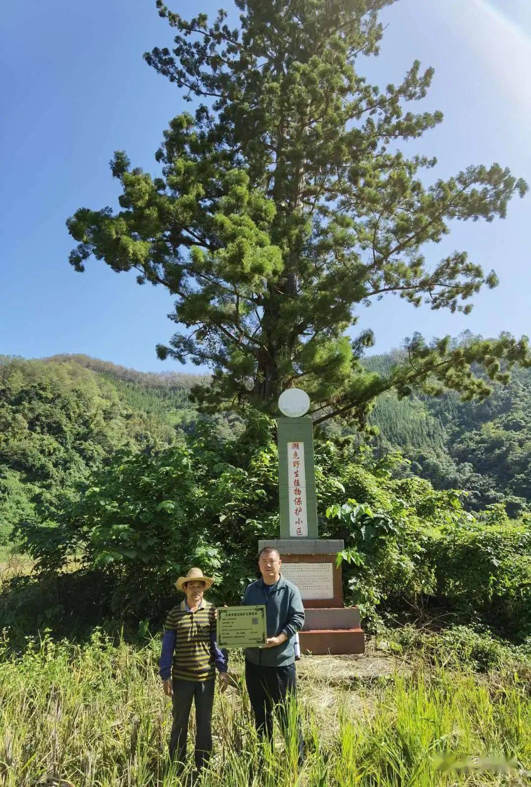 广西启动2025年古树名木保护科普宣传周 守护“绿色遗产”