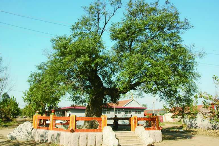 广西启动2025年古树名木保护科普宣传周 守护“绿色遗产”