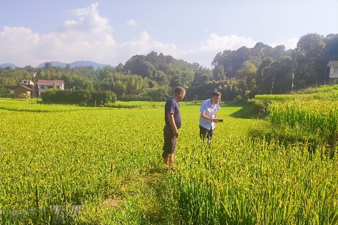 水稻种植行业现状洞察与未来趋势_人保伴您前行,人保车险