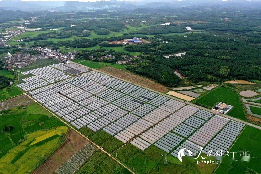 (乡村行・看振兴)村企“双向奔赴” 江西崇仁绘就产业振兴新“画卷”