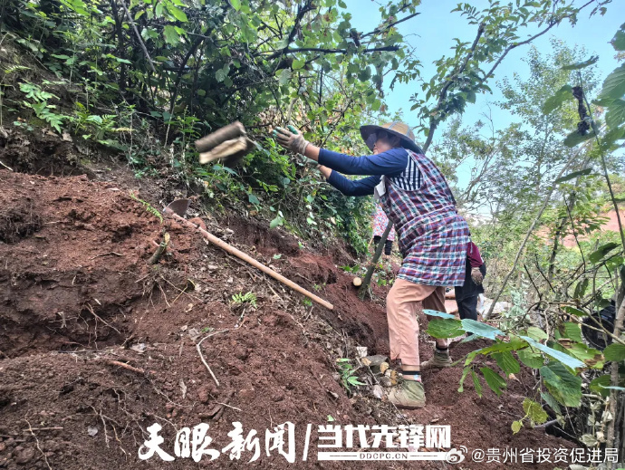 贵州大方:天麻产业兴 帮扶暖民心