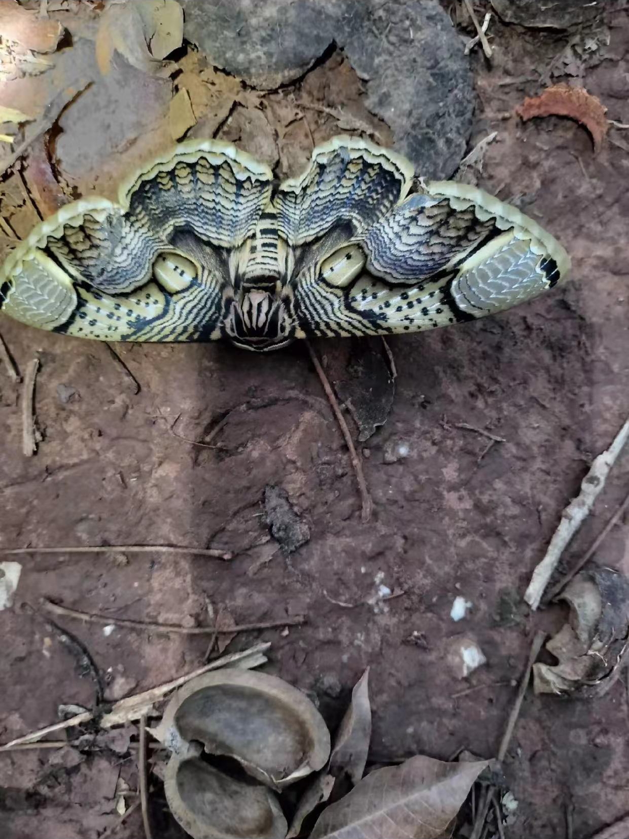 广东发现新物种“佛山掌突蟾”