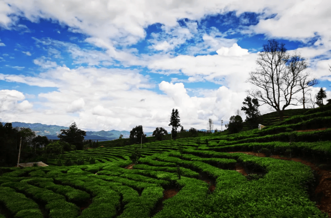 茶旅融合激活广西千年茶乡：“绿叶”飘香又生金