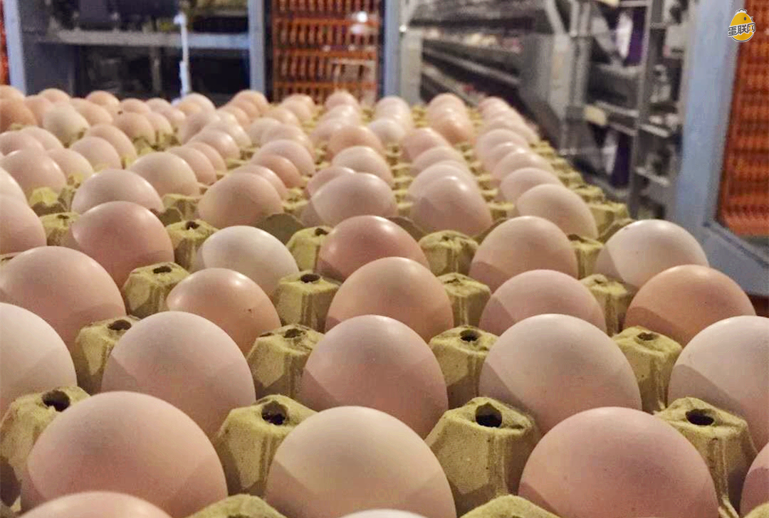 养鸡概念涨1.90%，主力资金净流入10股