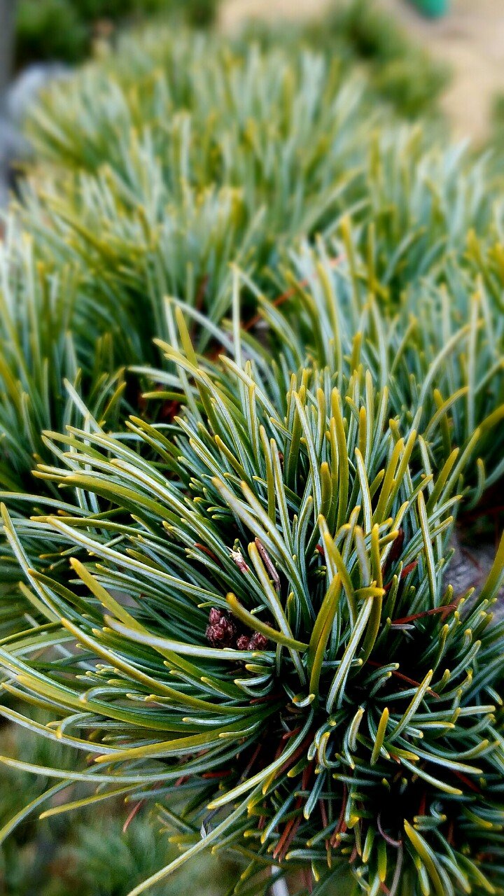 武汉天源在江苏成立绿色东方氢能源科技公司