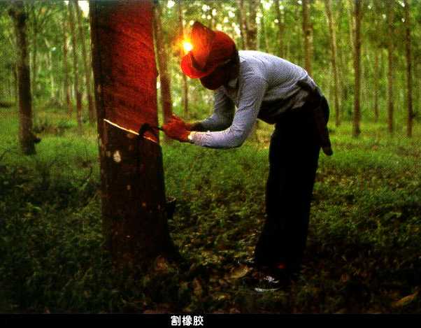 农林牧渔行业资金流入榜:海南橡胶等14股净流入资金超千万元