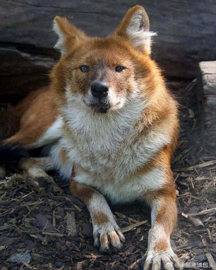 青海德令哈首次发现世界濒危物种豺