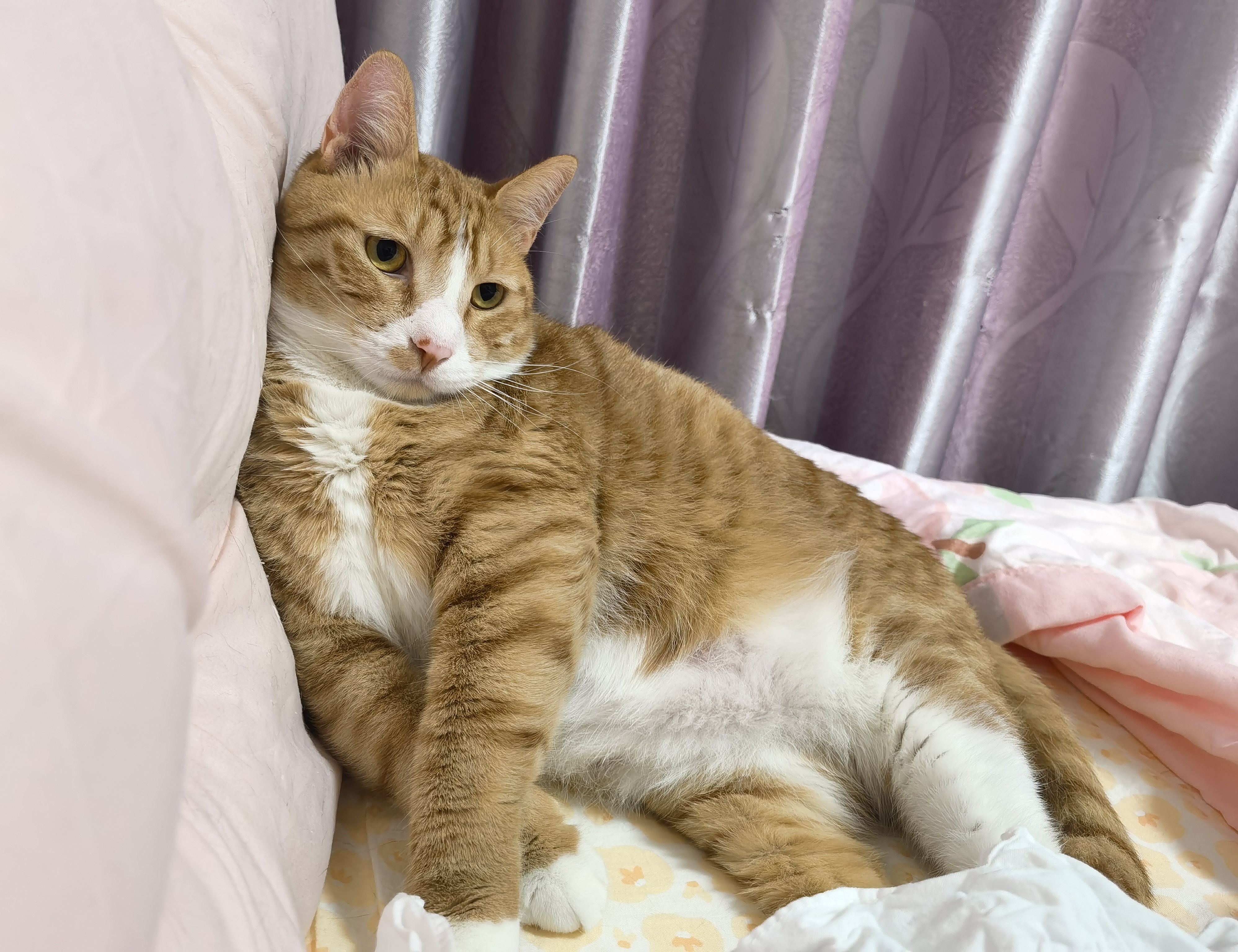 CPO概念爆发，东田微20%涨停，源杰科技等创新高