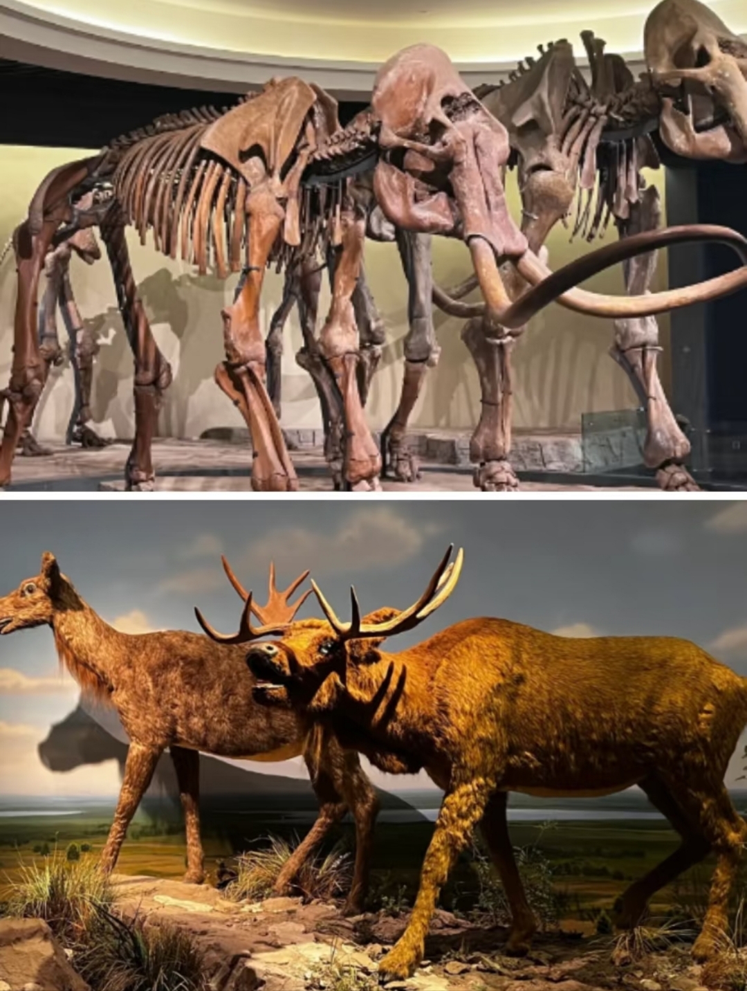 中国发现两亿多年前二齿兽新种化石 改写南北半球动物交流史