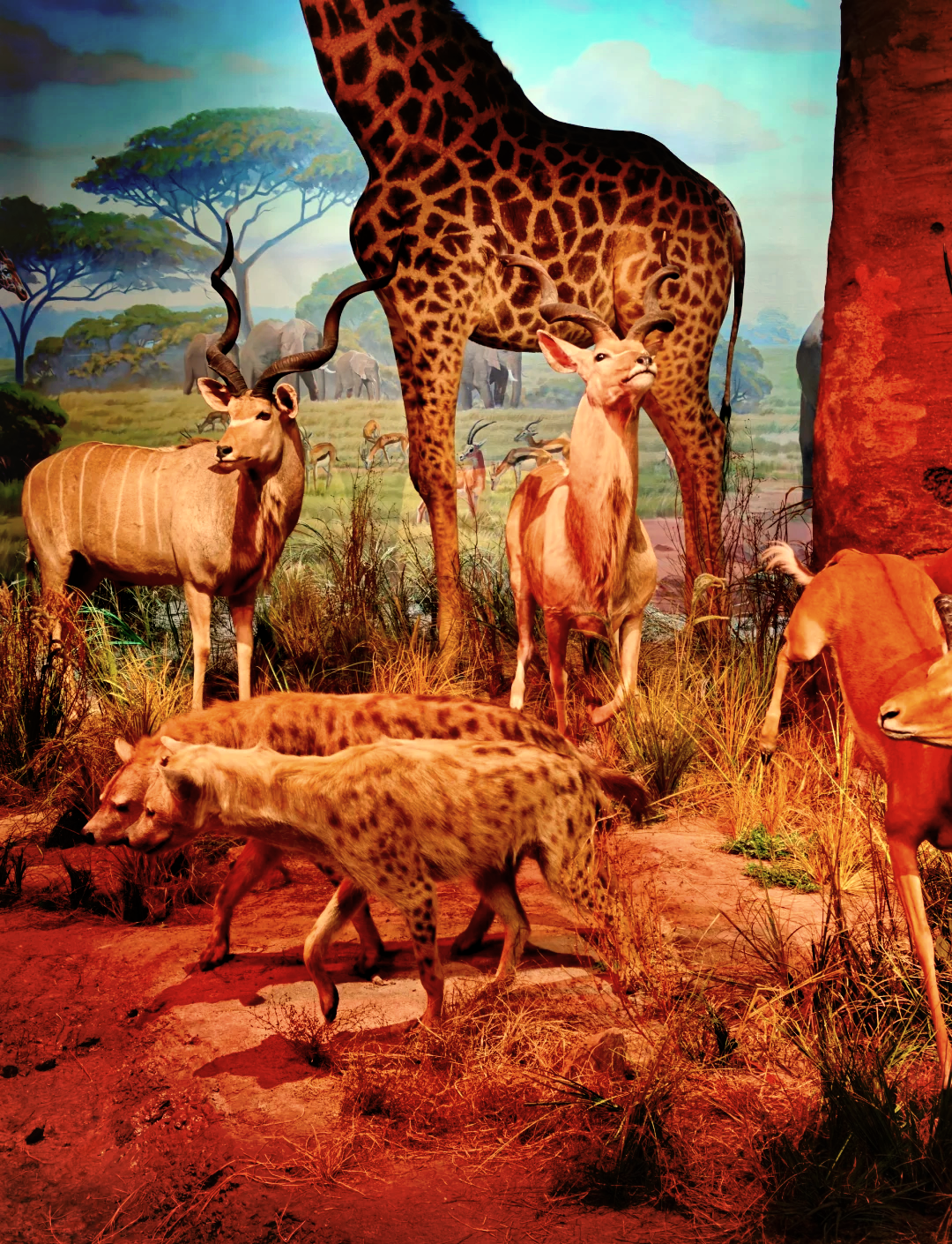 （走进中国乡村）“中国候鸟小镇”迎观鸟热潮