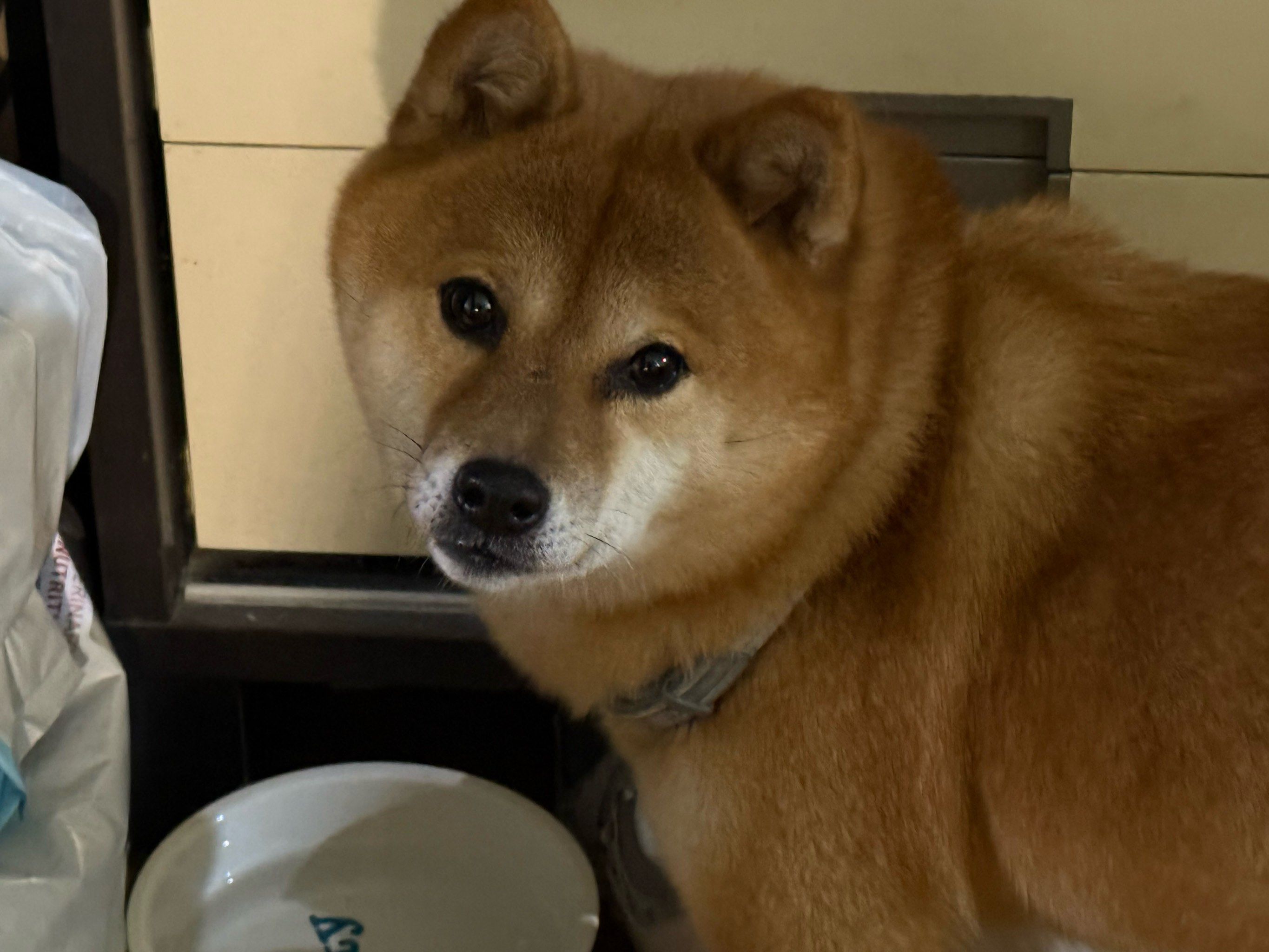 冲刺“宠物医院第一股”！瑞派宠物三年累亏超3亿，扩张急刹车、17.9亿商誉高悬