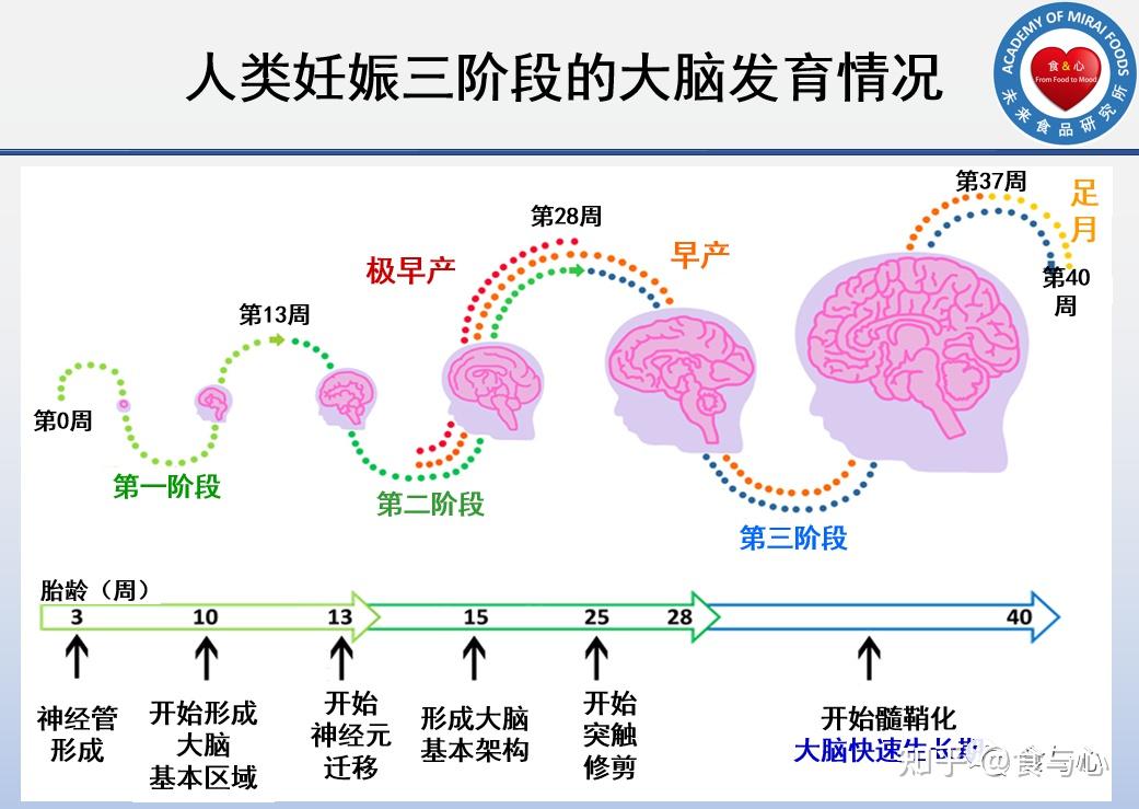 新研究揭示大脑早期发育遗传机制