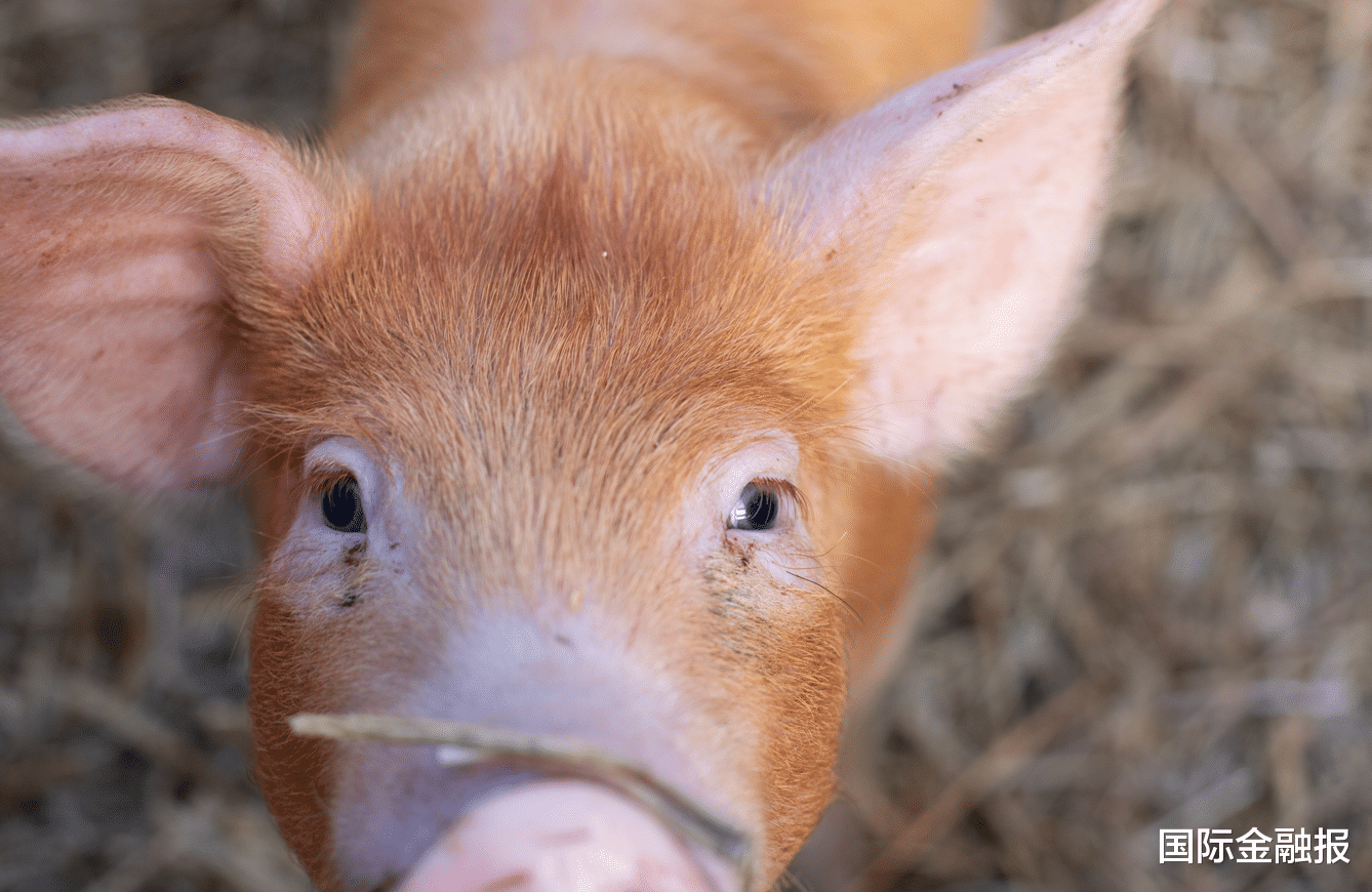 温氏股份猪鸡双轮驱动为何“熄火”？