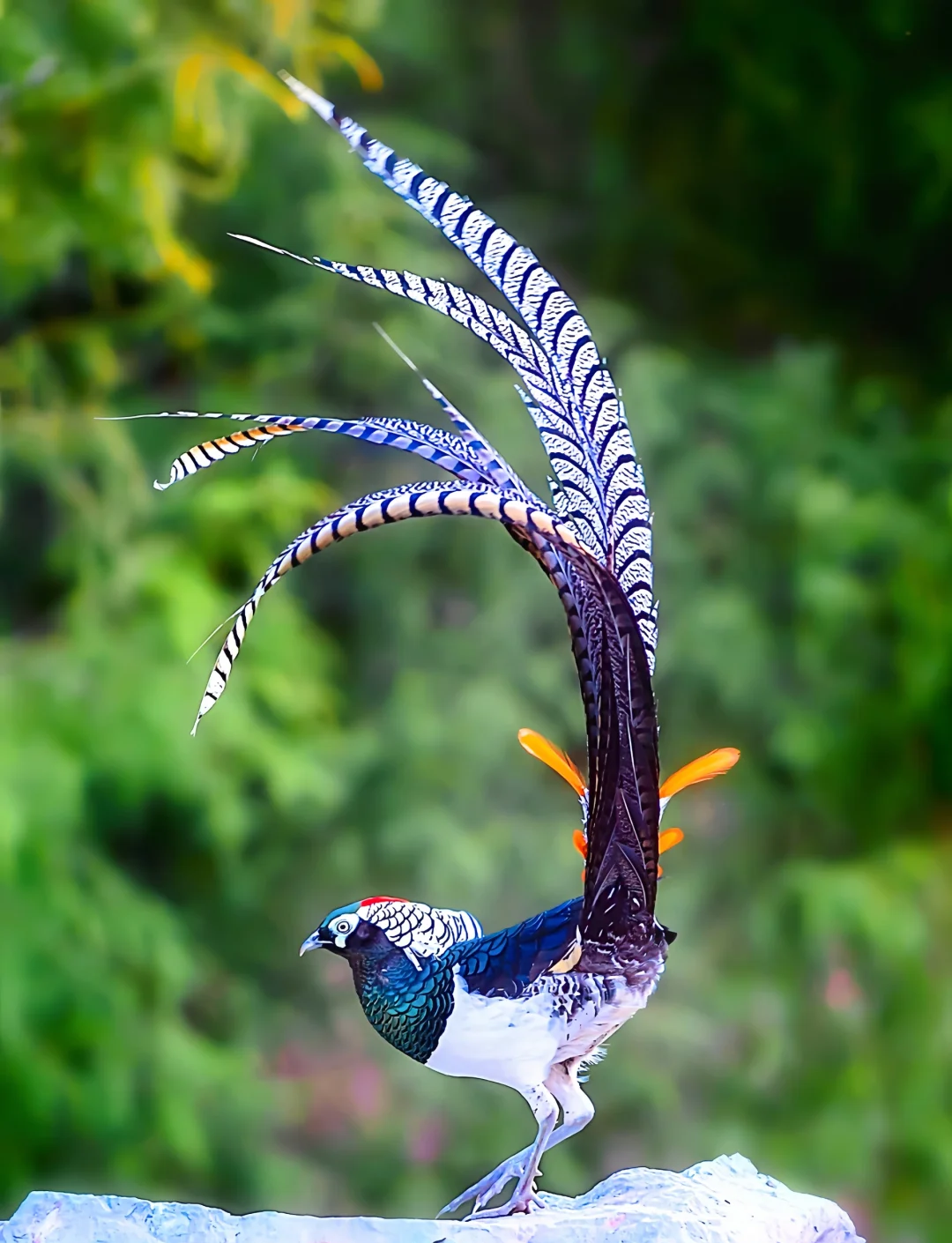 白羽鸡海外引种“断供” 国产种源迎发展契机