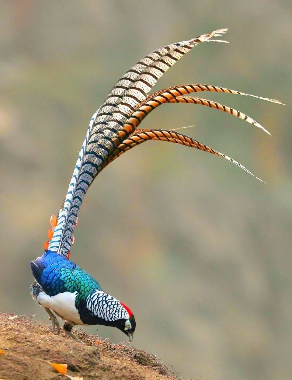 白羽鸡海外引种“断供” 国产种源迎发展契机