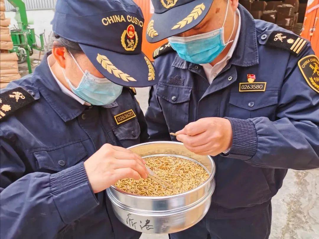 2025年南京海关共检出进境植物有害生物1595种