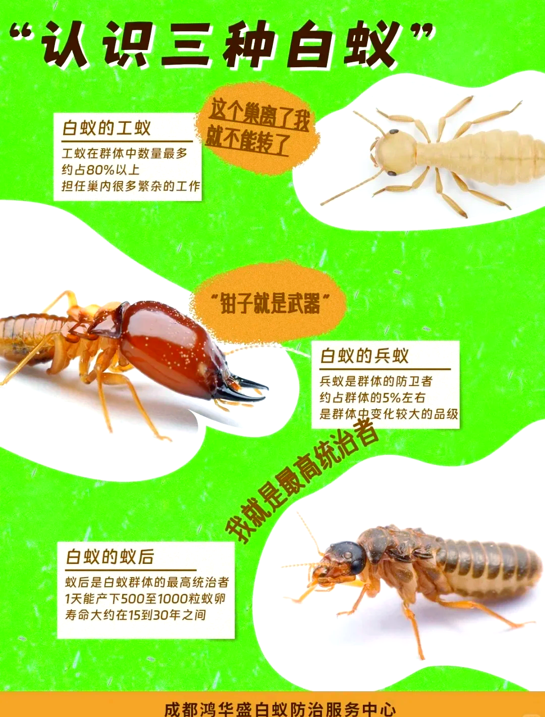 中国科学家破解白蚁的“家庭内部”分工谜题