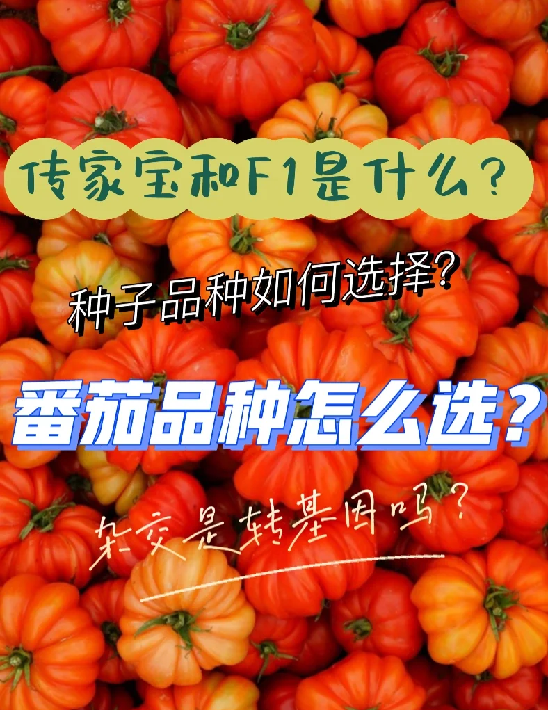 转基因概念涨4.25%,主力资金净流入5股