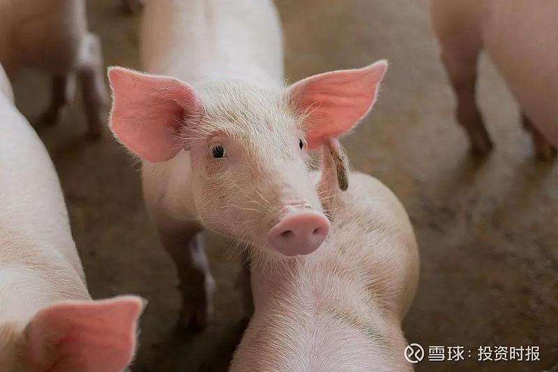 豫园股份转型阵痛加剧，两年亏损超68亿元，业绩骤降遭监管火速关注