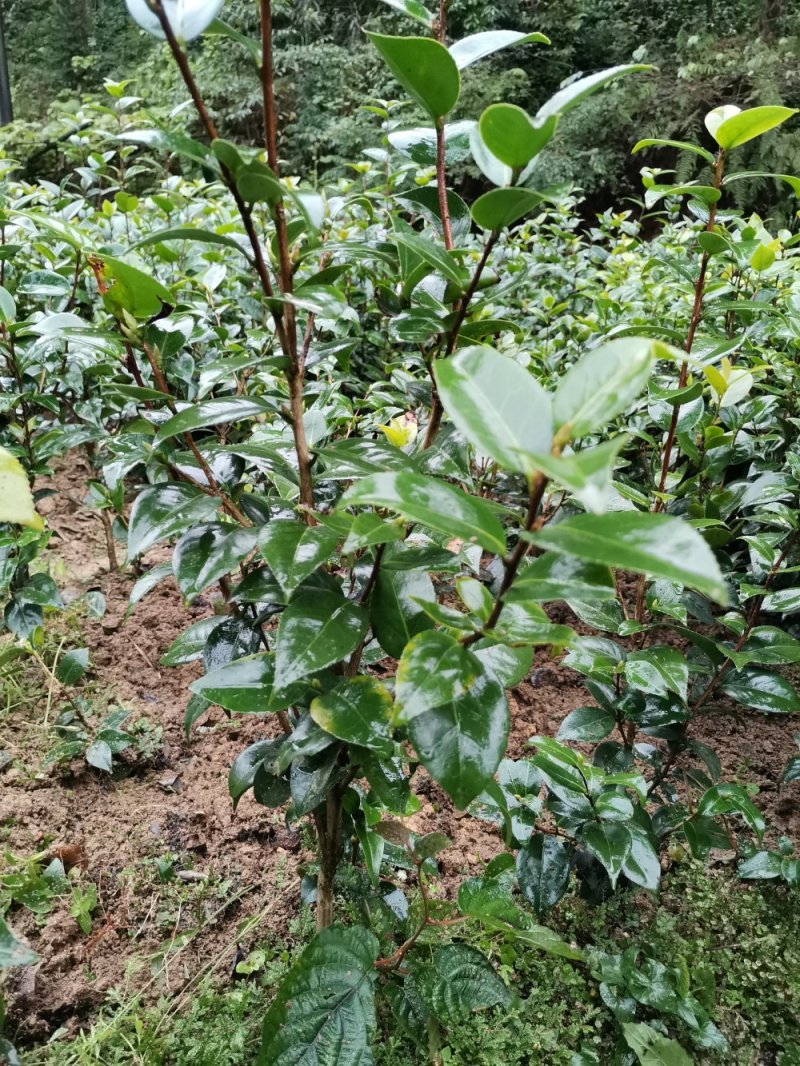 科技“壮苗” 田管有“智”更有“质”