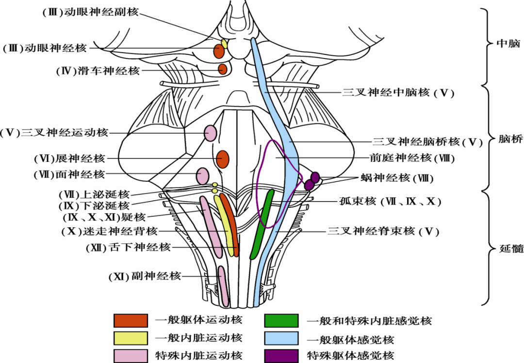 AI算法自动解析脑干白质神经束