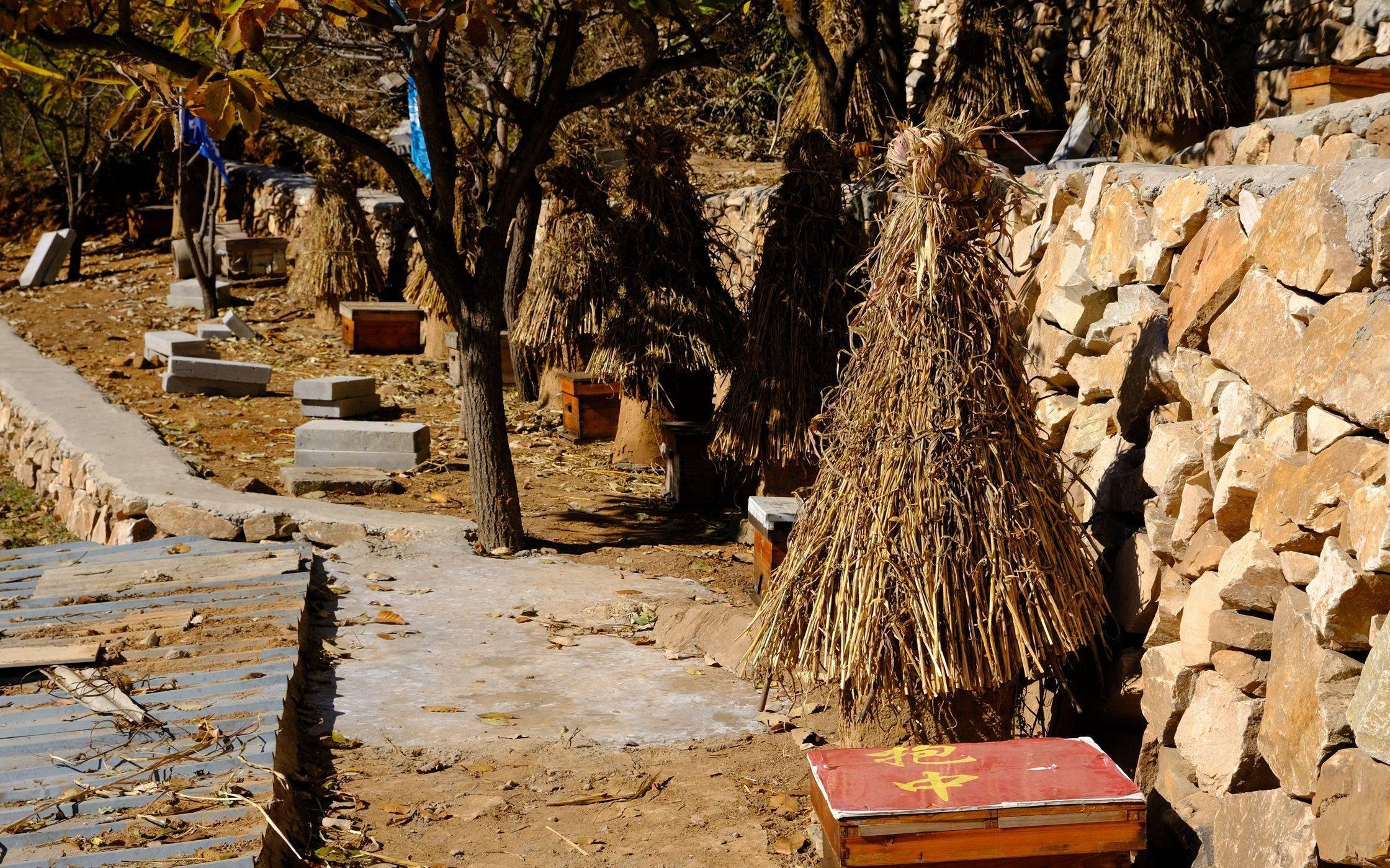 找准“甜密码” 深山小村“盛产”大学生