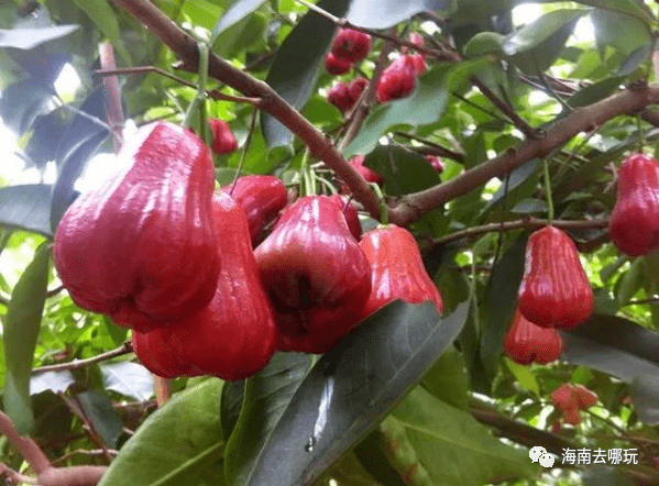 海南产经新观察：让热带特色农业真正成为优势产业