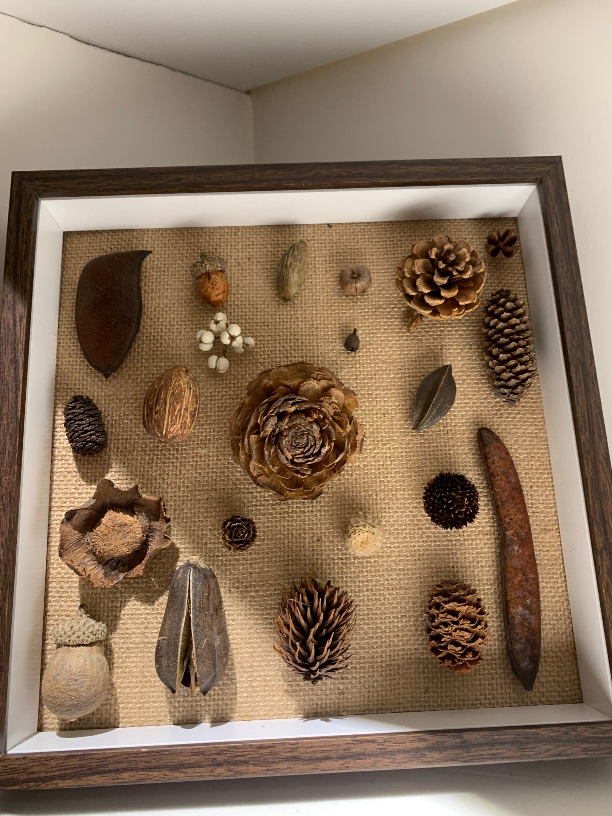 澳研究:花生壳“变废为宝”用于制备石墨烯