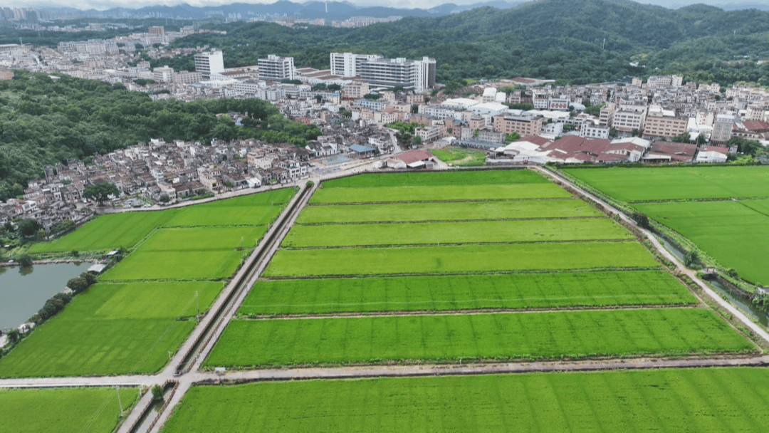 （乡村行・看振兴）福建大田：引人才“活水” 润乡村“沃土”