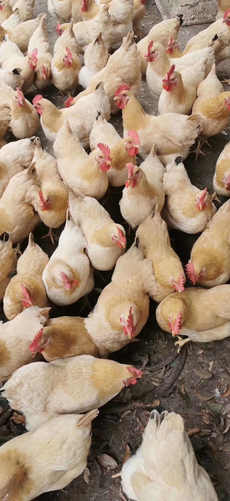 民和股份：2月商品代鸡苗销售收入同比增长29.63%