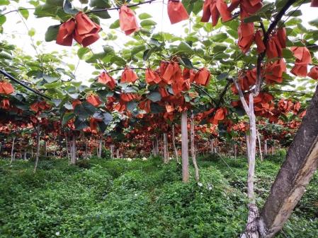 东西问丨吴景明:当我们种下一棵树,究竟在“种”什么?