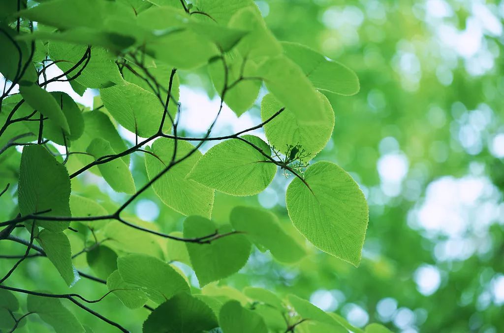 东西问丨吴景明:当我们种下一棵树,究竟在“种”什么?