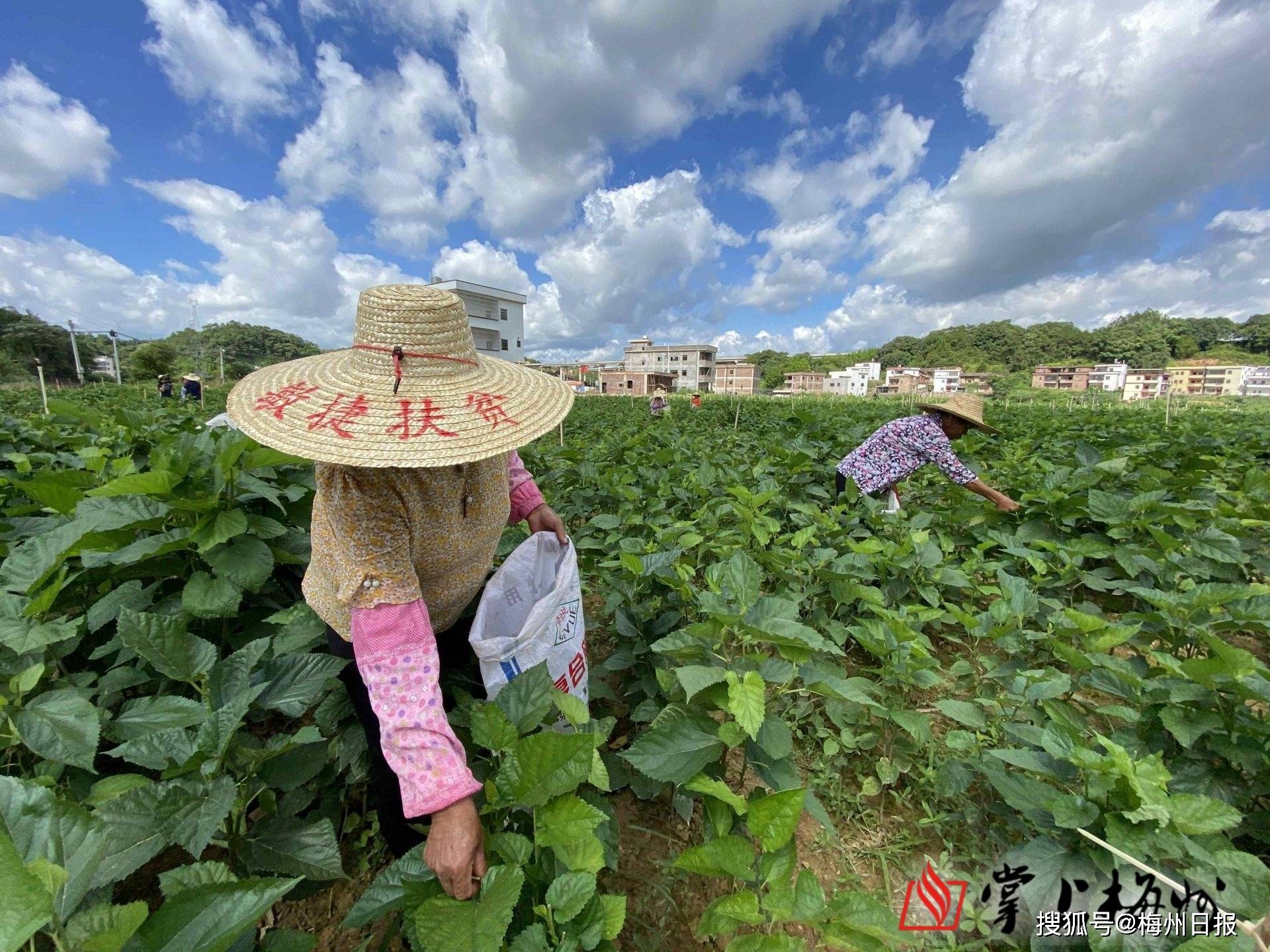 湖南新田“村企”车间开到家门口 村民就业增收两不误