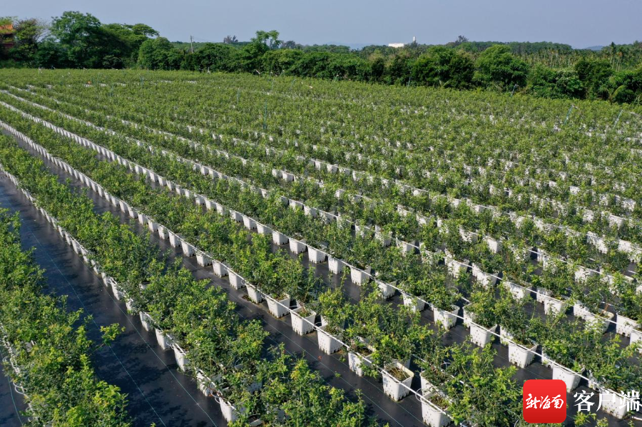 （乡村行・看振兴）山西寿阳：春日梨园管护忙 一颗“致富果”蓄势生长