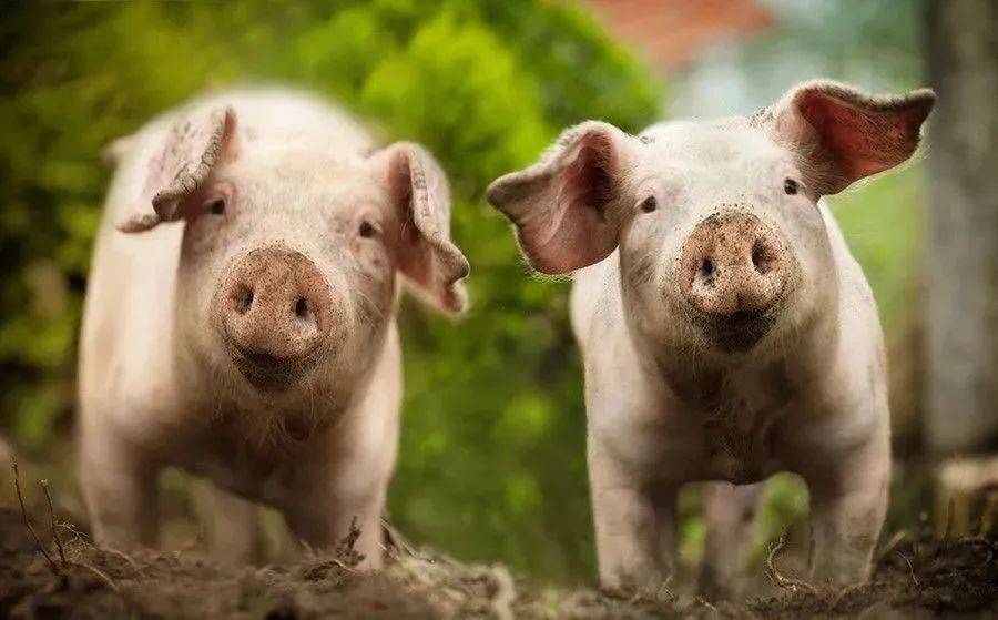 601020,筹划控制权变更!逆市上涨,养猪板块利好来了