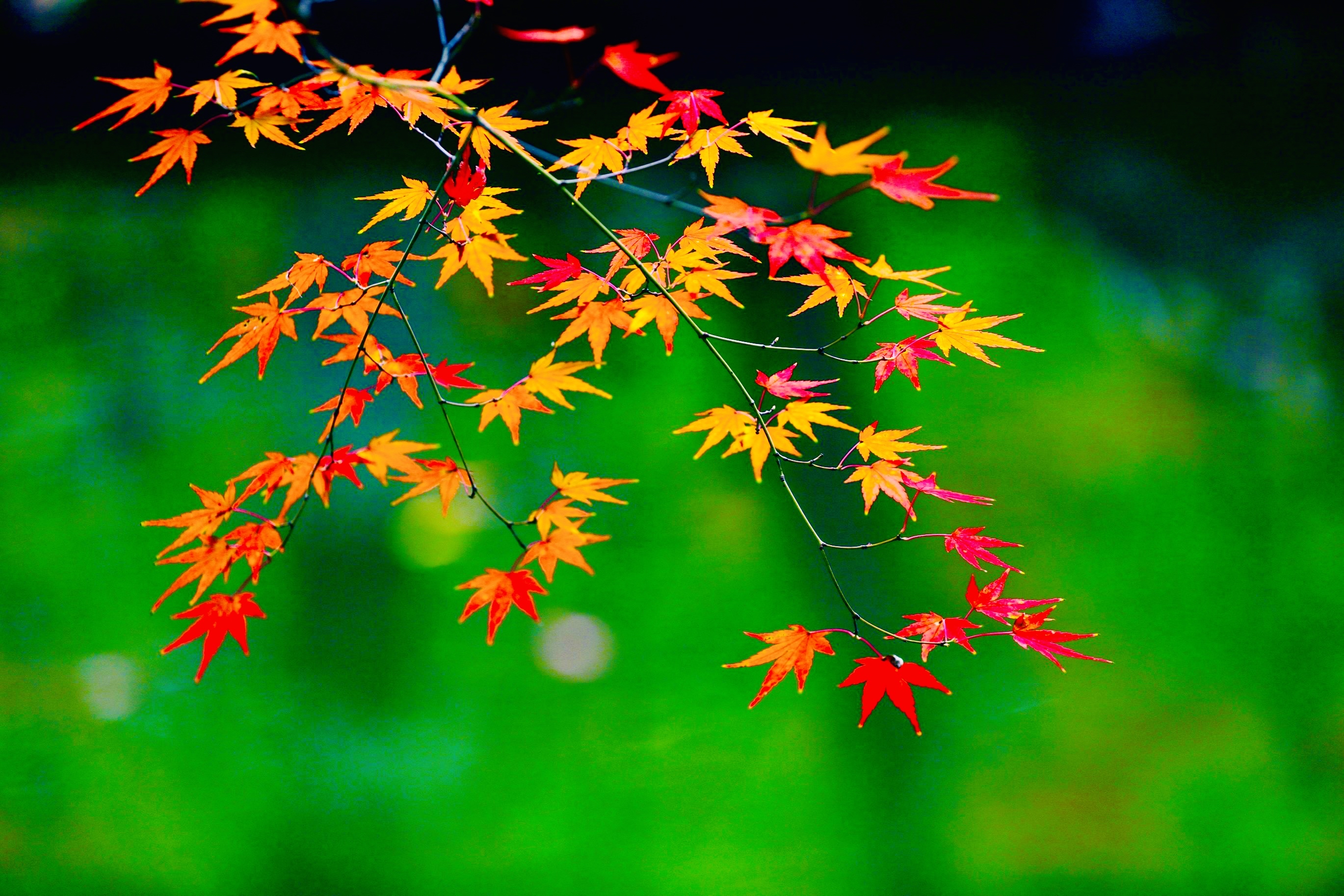 @投教人,“星火计划”邀您交作品啦!