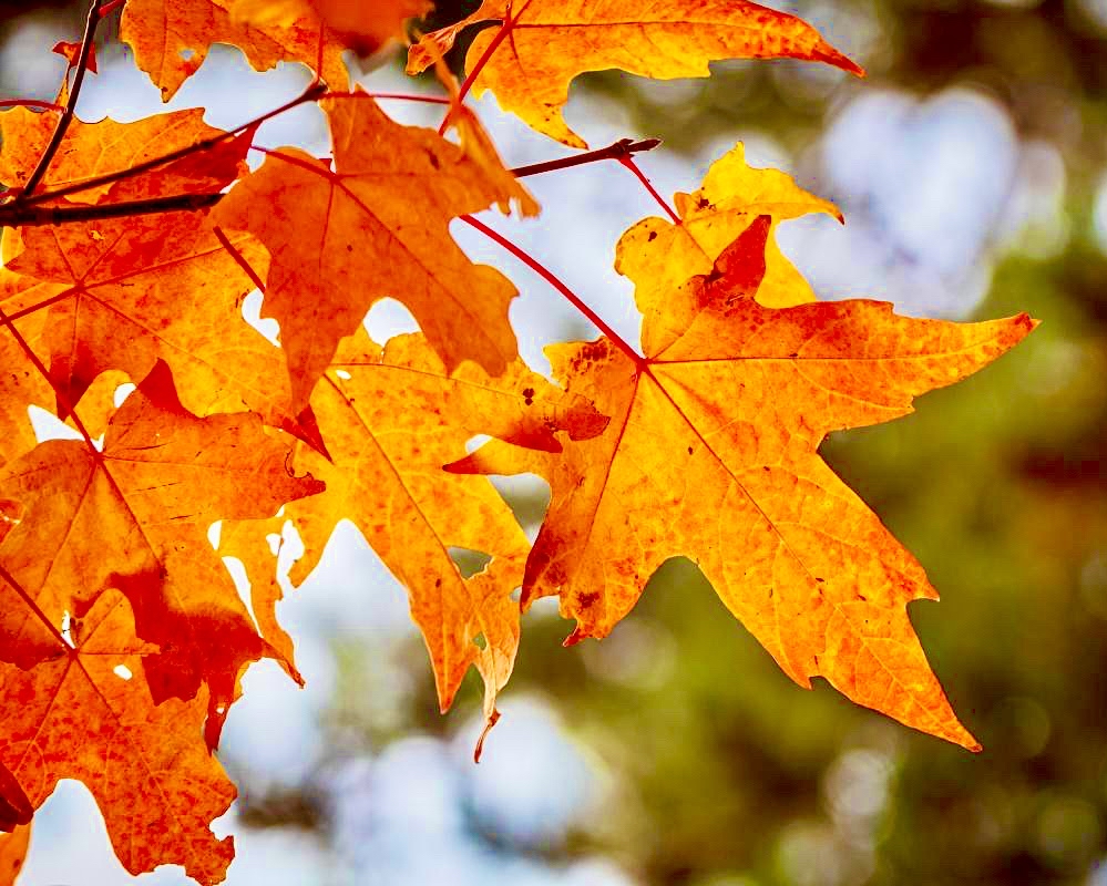 @投教人,“星火计划”邀您交作品啦!